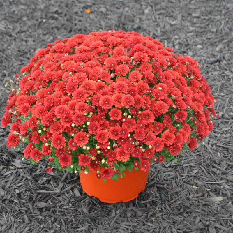 An image of Garden Mum - Aideen Red Fire
