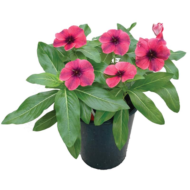 An image of Vinca - Tattoo Papaya