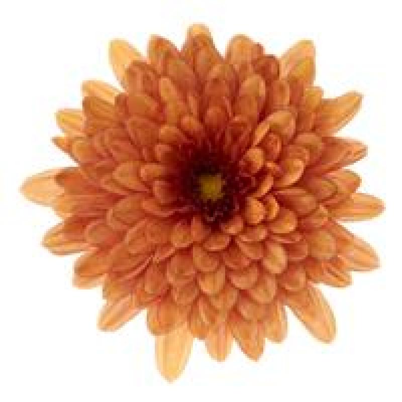 An image of Fall Mum - Morgana Orange
