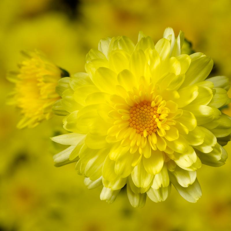 An image of Fall Mum - Morgana Yellow