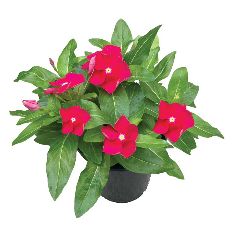 An image of Upright Vinca - Titan Really Red