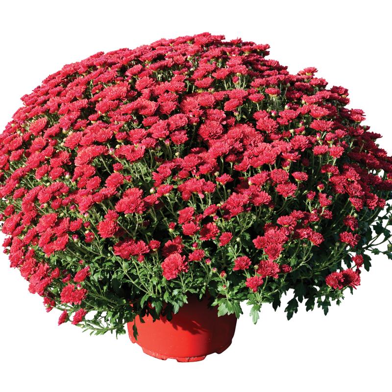 An image of Fall Mum - Rhonda Red