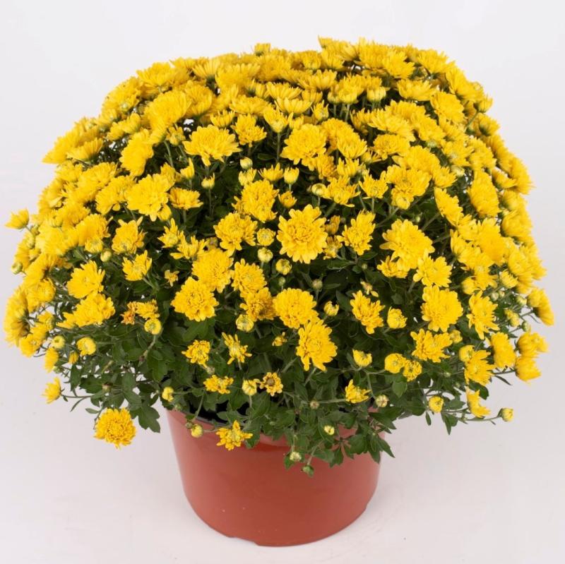 An image of Fall Mum - Makayla Yellow