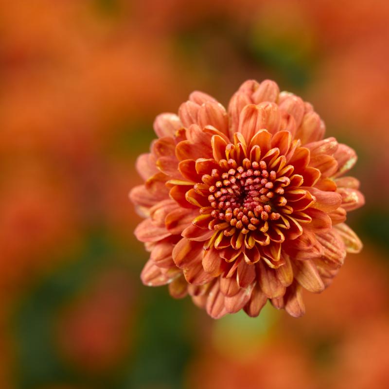 An image of Fall Mum - Ursula Fancy Orange