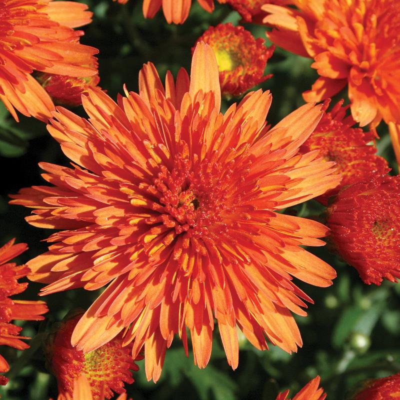 An image of Fall Mum - Makenna Orange